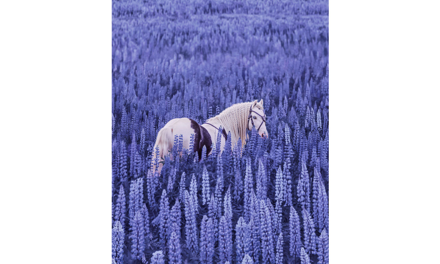 Magical Inspiration 2