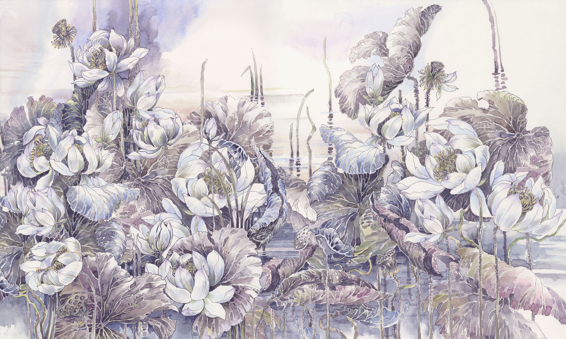 Lotuses at Dawn 2